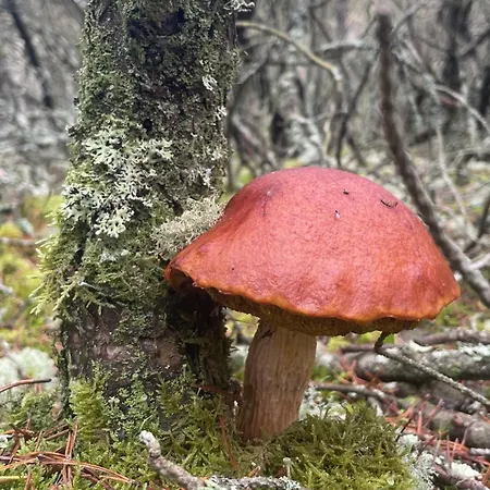 Morskie Kopalino
